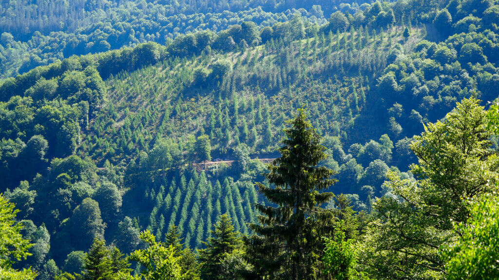 BTSA — Technico-Commercial Filière Forêt Bois